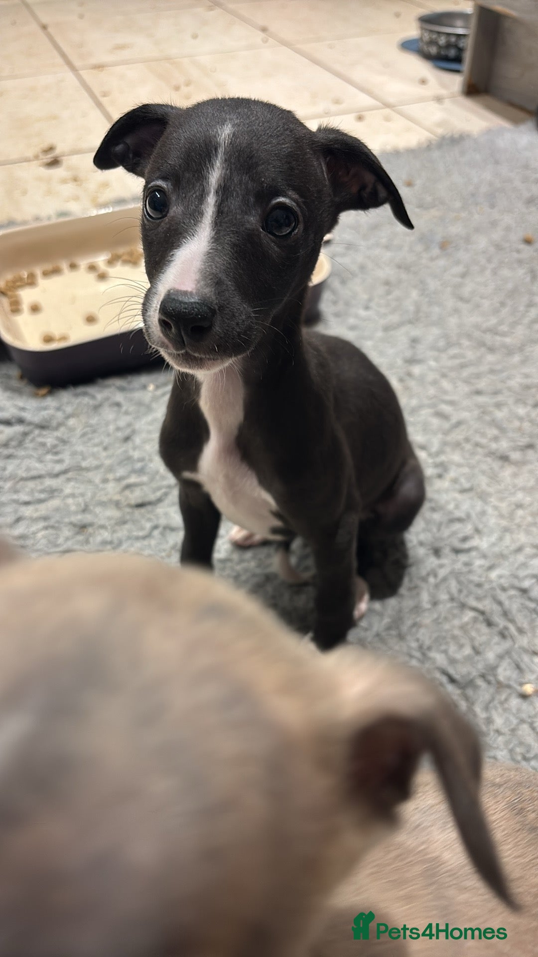 Whippet dogs for sale: Gorgeous whippet puppies for sale - Advert 14