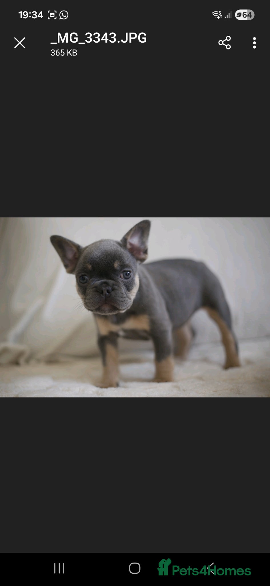 French Bulldog dogs French Bulldog Puppies - Advert 3