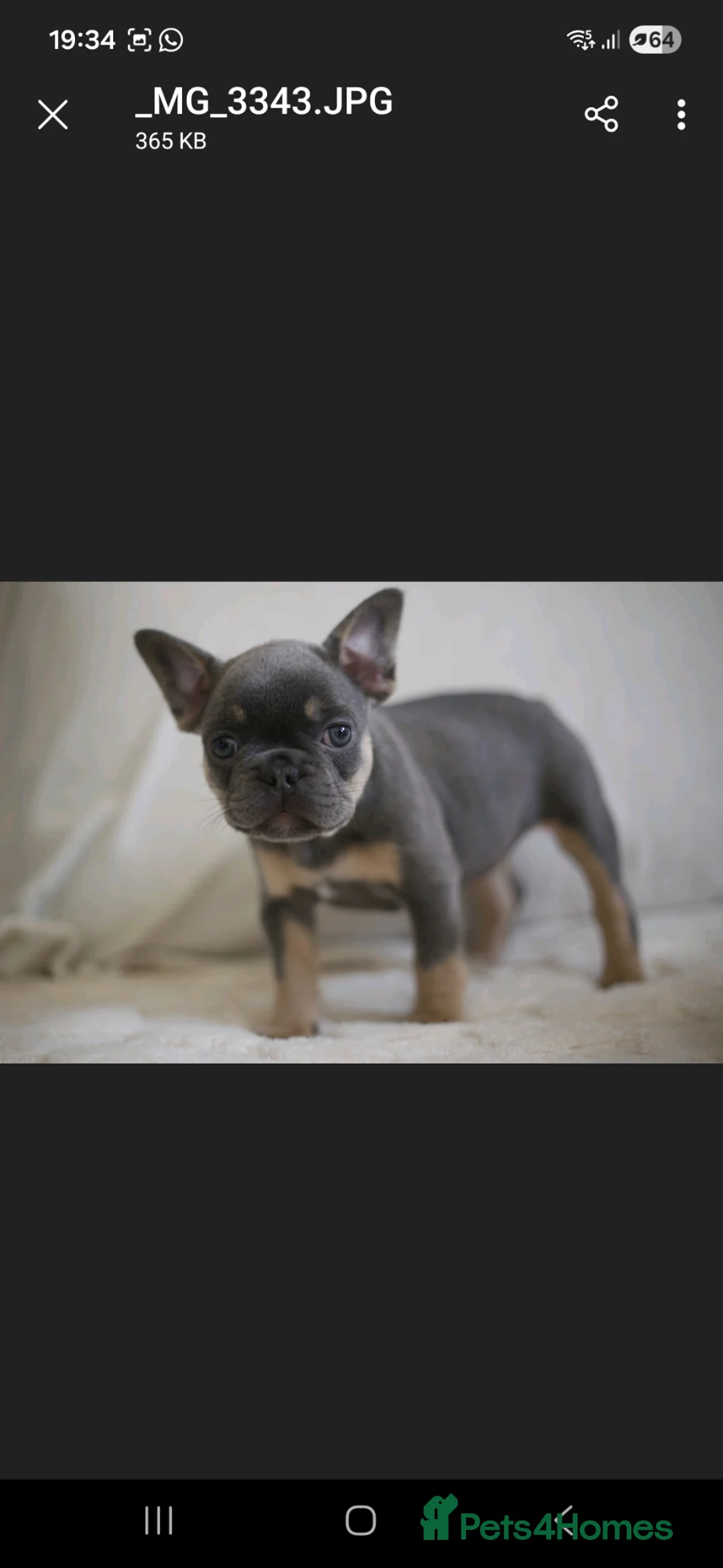 French Bulldog dogs for sale: French Bulldog Puppies in Halesowen - Advert 1