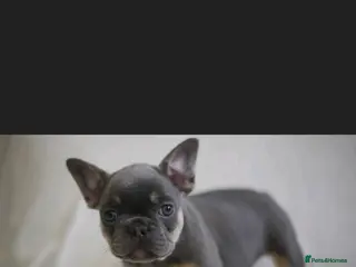French Bulldog dogs French Bulldog Puppies - Advert 1