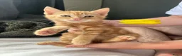 Mixed Breed cats for sale: Beautiful mixed-breed kittens for sale - Advert 6