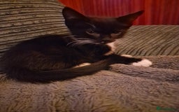 Mixed Breed cats for sale: Kittens  - Image 7