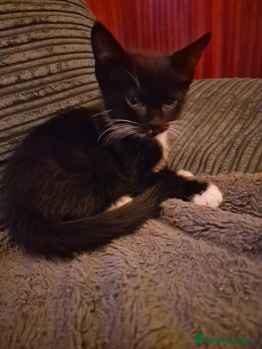 Mixed Breed cats for sale: Kittens  - Image 7