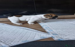 French Bulldog dogs for sale: French Bulldogs - Image 20
