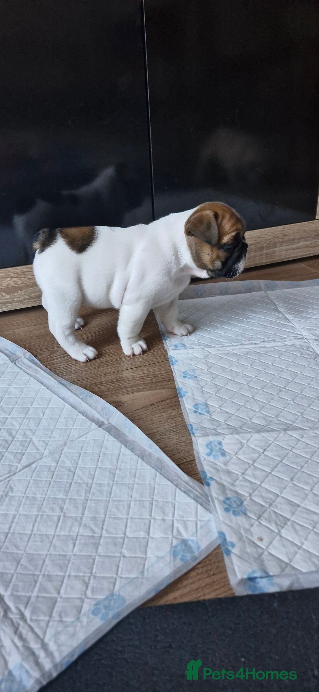 French Bulldog dogs for sale: French Bulldogs - Image 20
