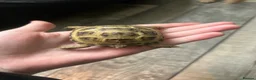 Tortoise reptiles for sale: baby horse field tortoise 🐢 ❤️  - Advert 3