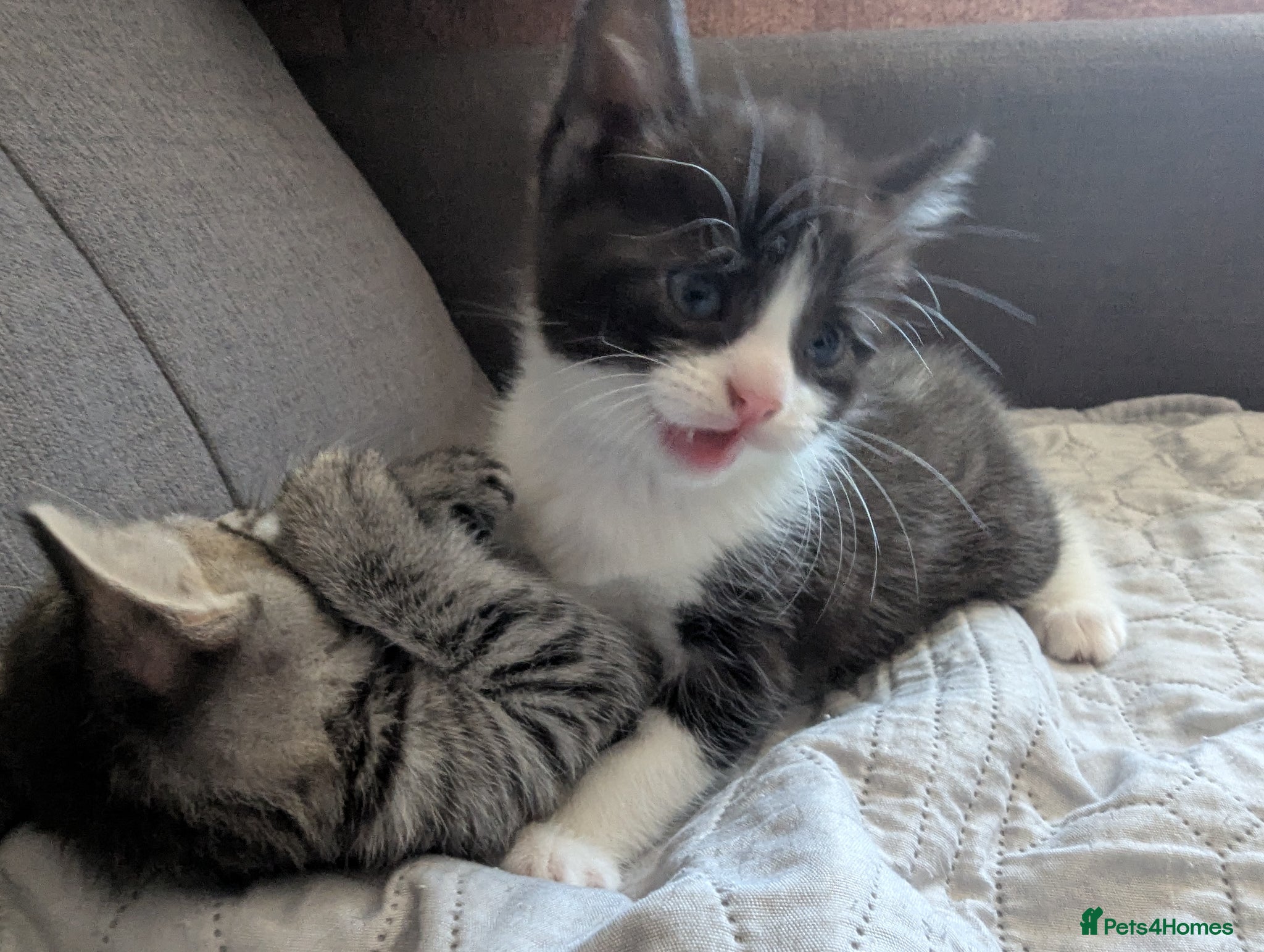 Mixed Breed cats Adorable Tabby Kitten Looking for a Loving Home 🐾 - Advert 1
