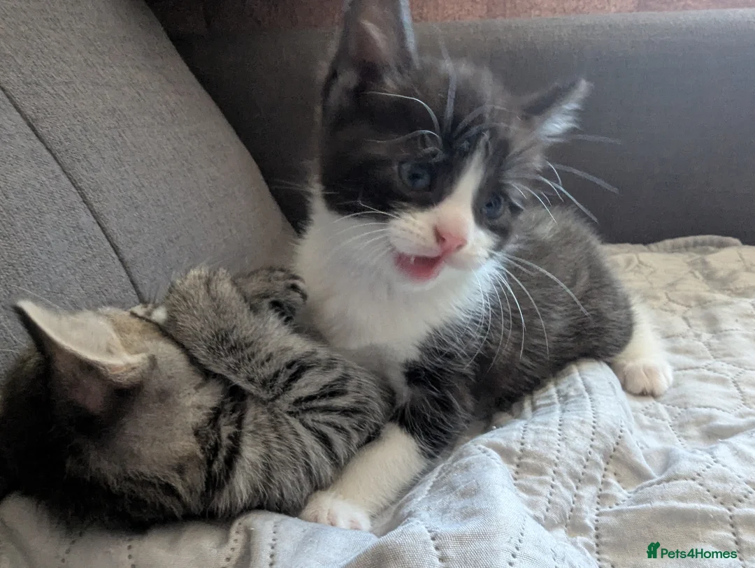Mixed Breed cats for sale: Adorable Tabby Kitten Looking for a Loving Home 🐾 - Advert 2