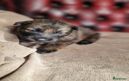 German Shepherd dogs for sale: Long-Haired Straight Back German Shepherd Puppies - Image 14