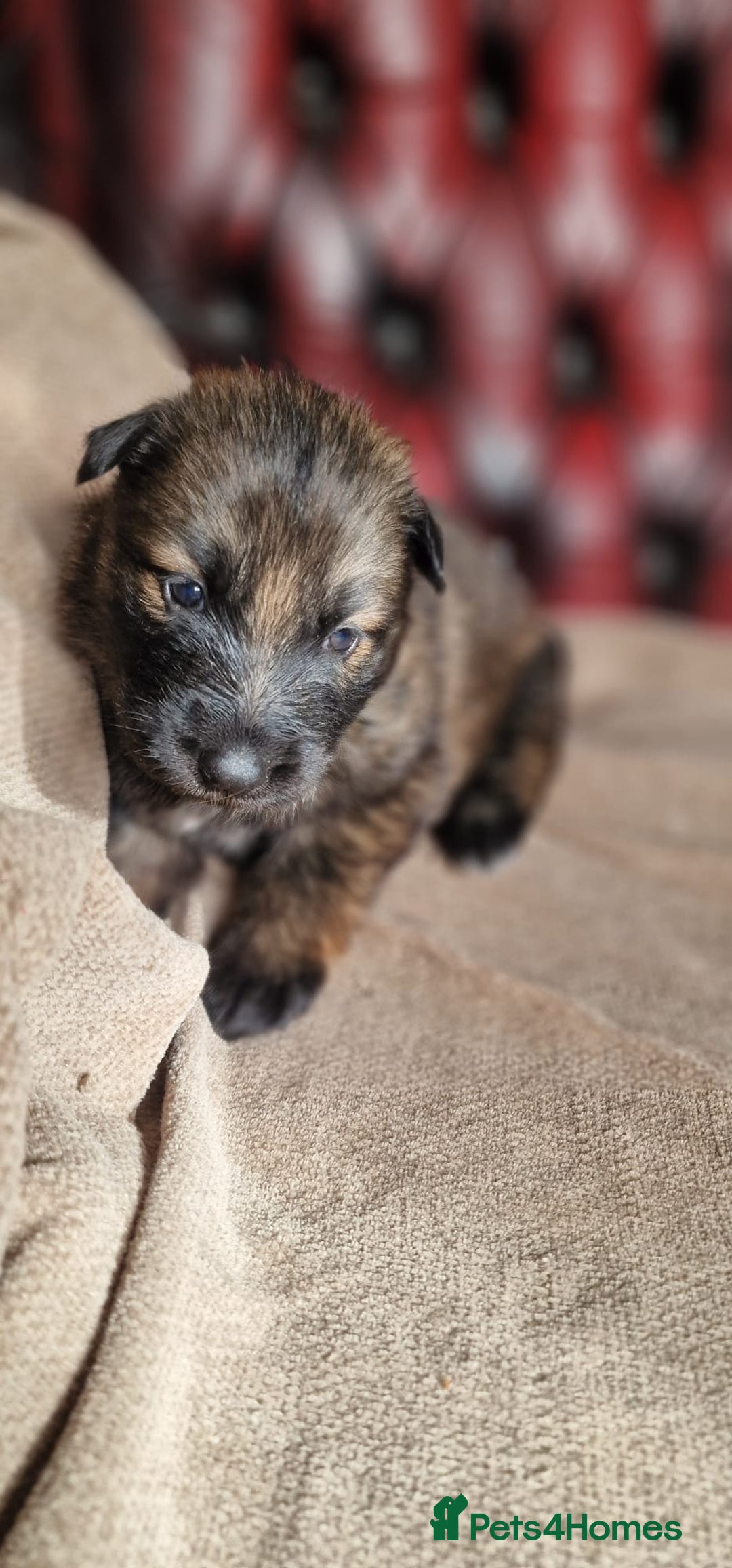 German Shepherd dogs for sale: Long-Haired Straight Back German Shepherd Puppies - Image 14
