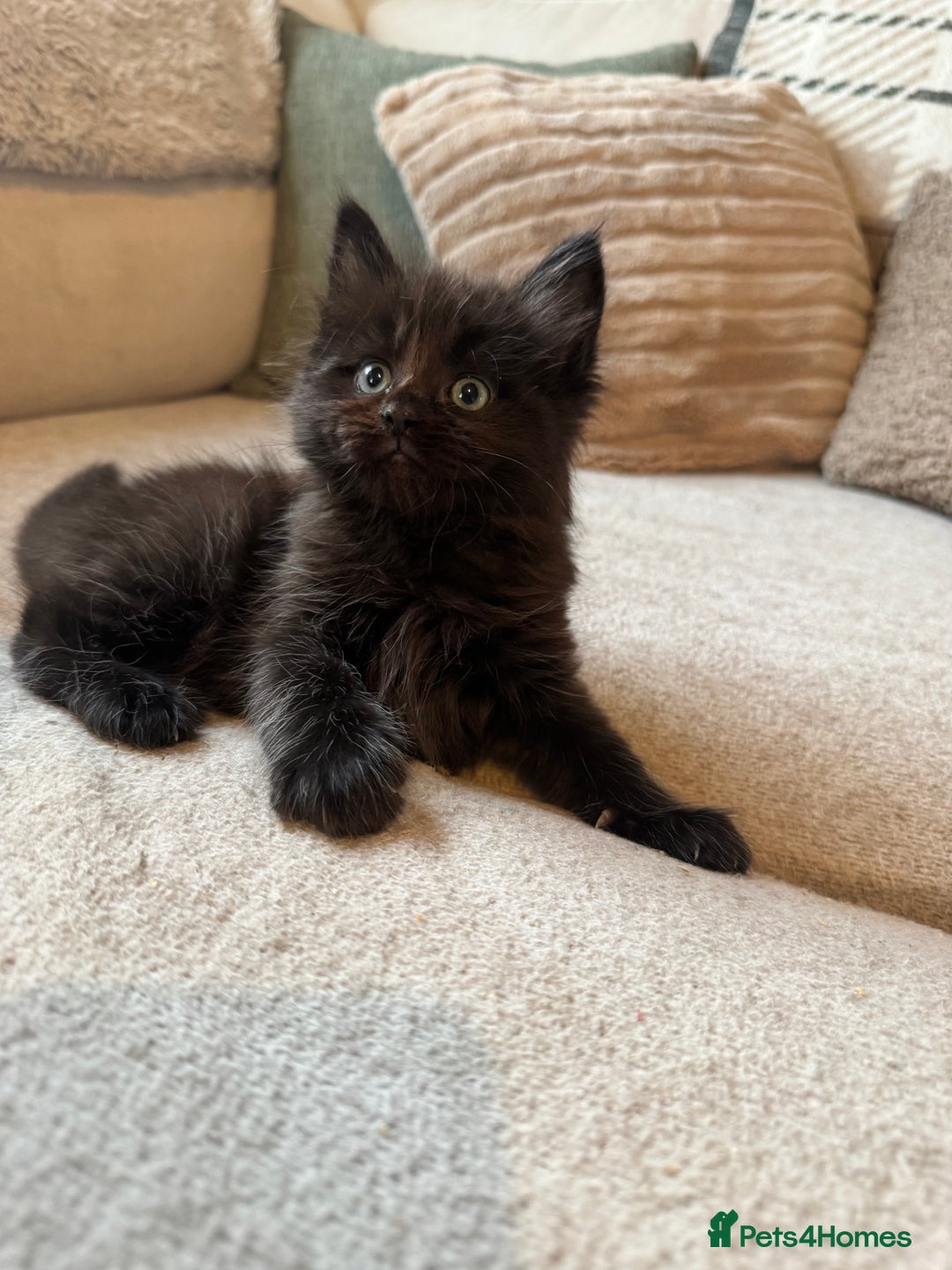 Ragcoon cats for sale: 6 beautiful boy Mainecoon x ragdoll kittens  - Advert 18