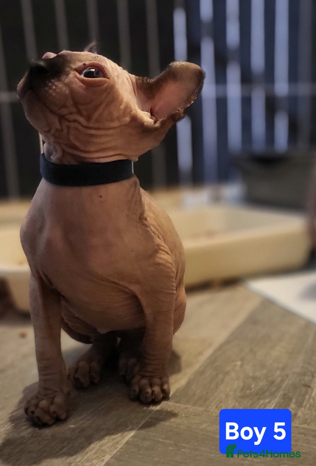 Sphynx cats for sale: 🌟 Sphynx Kittens – 5 Friendly Boys Ready Soon! 🌟 - Image 10