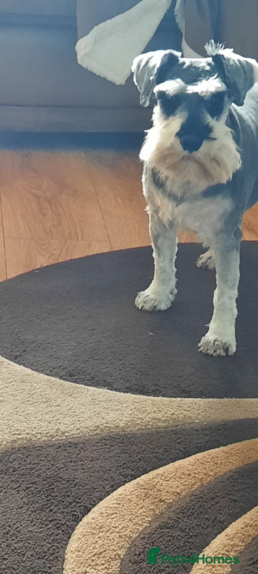 Miniature Schnauzer dogs for sale: KC REG MINI SCHNAUZER MAC AND EYE TESTED - Image 6