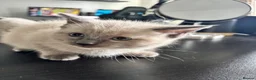 Ragdoll cats for sale: Ragdoll x mink tonkinese kittens  - Advert 11