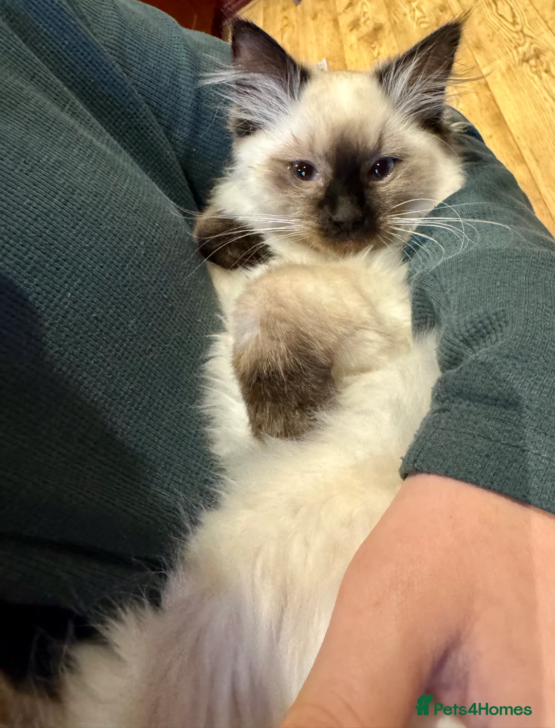 Ragdoll cats for sale: Ragdoll Female kitten 14weeks rehome - Advert 2