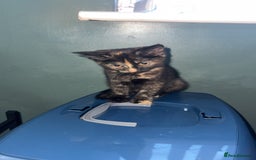 British Longhair cats for sale: 2 beautiful kittens looking for a home - Image 1