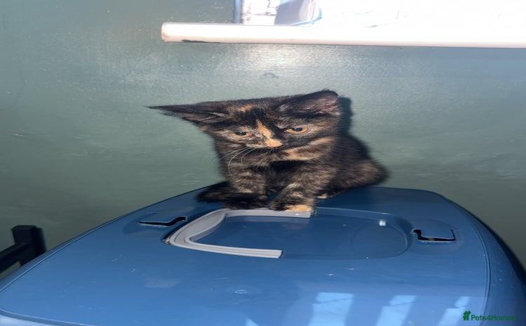 British Longhair cats - Advert 1