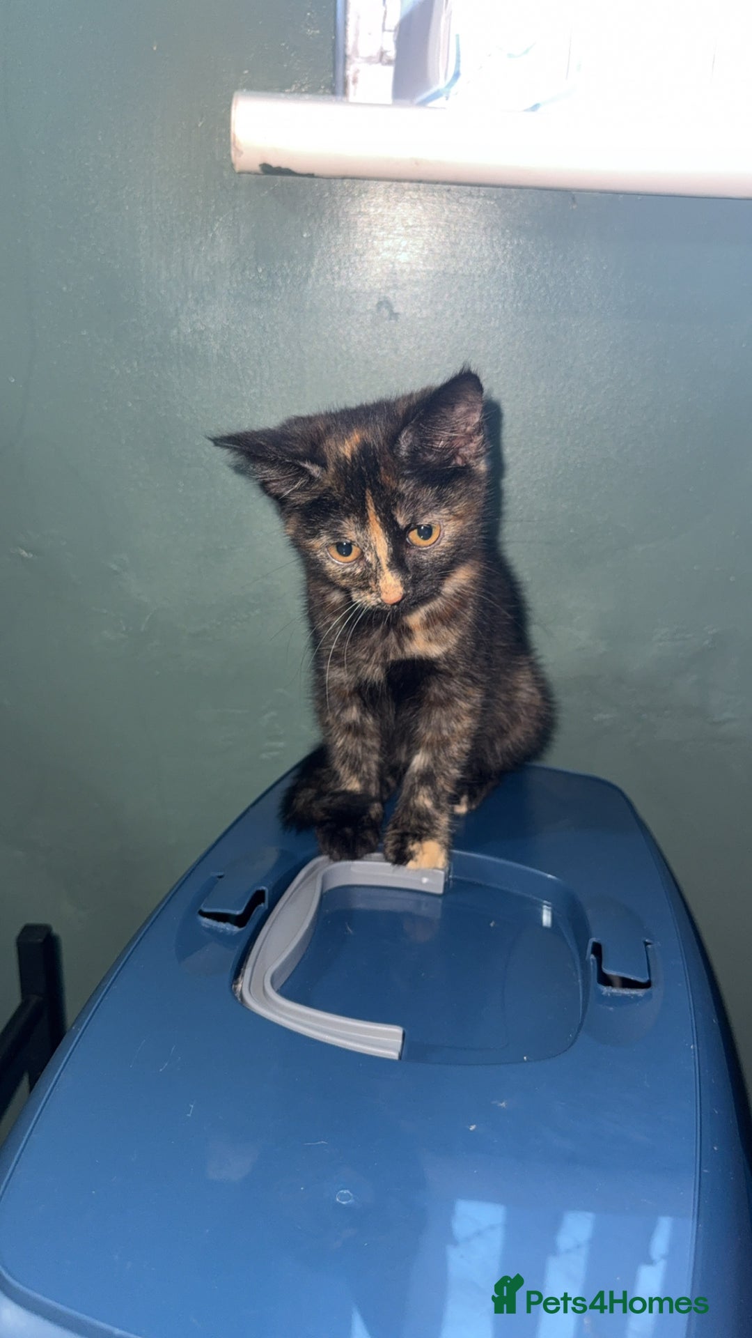 British Longhair cats for sale: 2 beautiful kittens looking for a home - Image 1