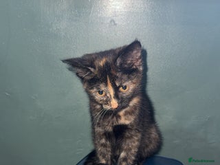 British Longhair cats for sale - Advert 1