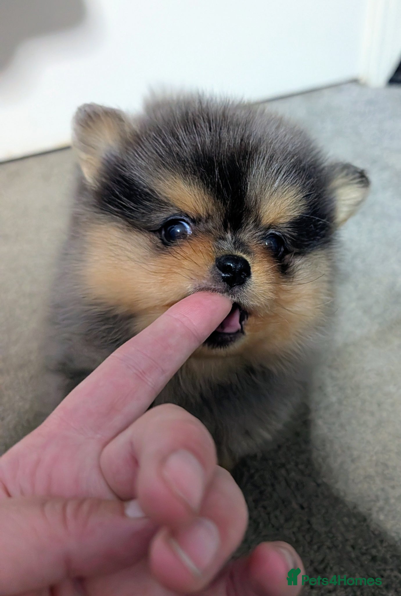 Pomeranian dogs Pedigree Pomeranian puppy's  - Advert 13
