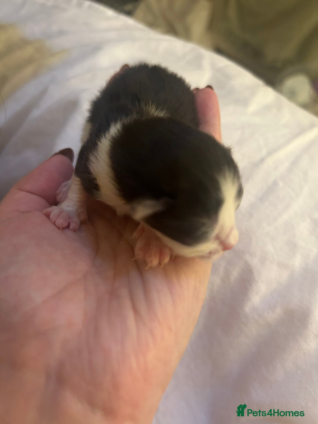 Mixed Breed cats for sale: Stunning ragdoll mix kittens for 5 star homes - Image 14