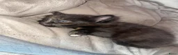 Mixed Breed cats for sale: 7 beautiful kittens  - Advert 10