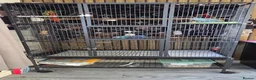 Ringnecks birds for sale: Indian ringneck parrot in Bristol - Advert 3