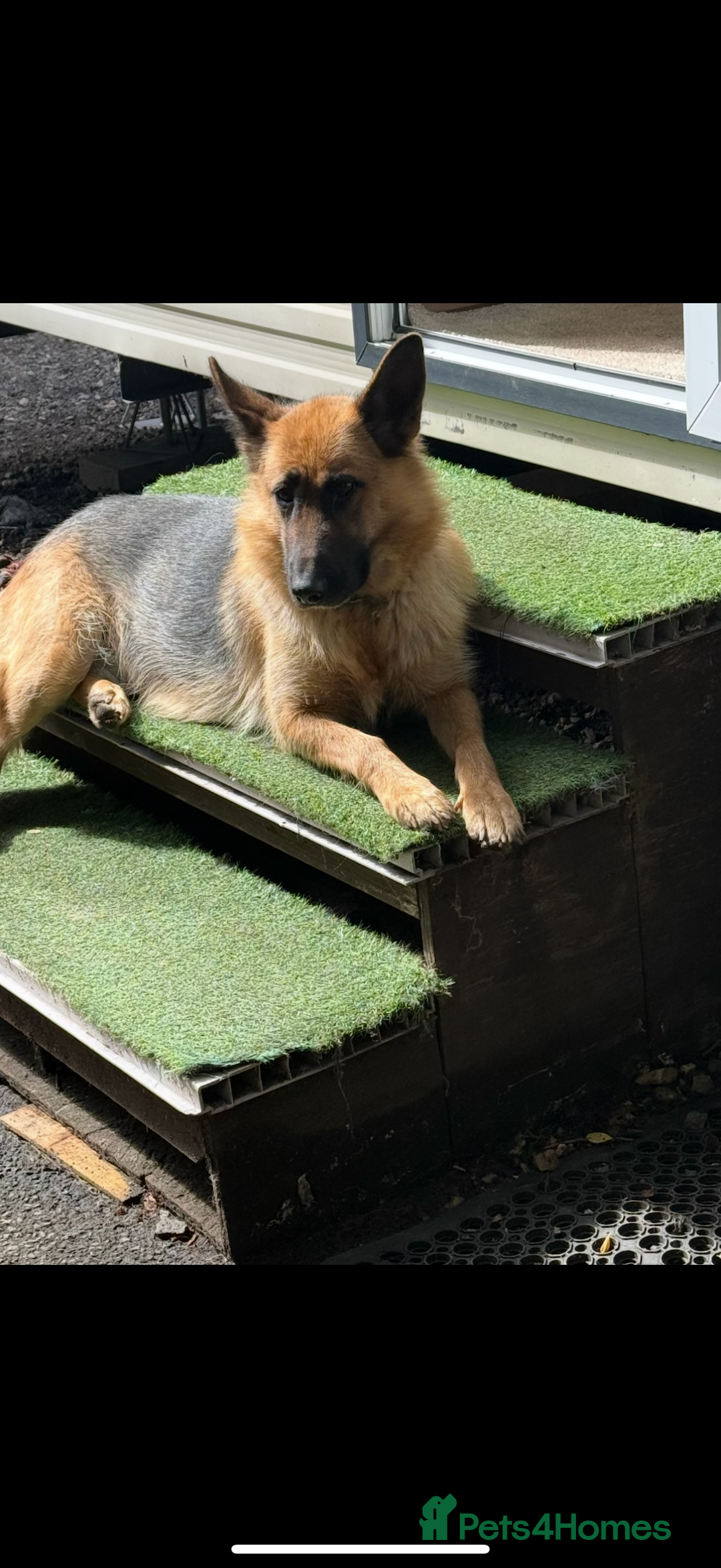 German Shepherd dogs for sale: German shepherd puppies - Advert 21