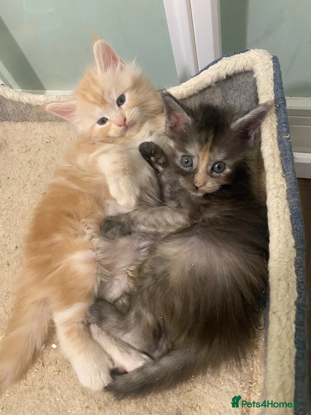 Maine Coon cats for sale: Beautiful Main Coon Kittens Ready - Advert 1