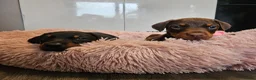 Dobermann dogs for sale: 🐾 TOP QUALITY DNA & CHAMPION LINES🐾 - Advert 7
