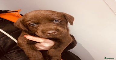 Cockerdor dogs Beautiful litter of cockerdors - Advert 2