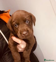 Cockerdor dogs Beautiful litter of cockerdors - Advert 2