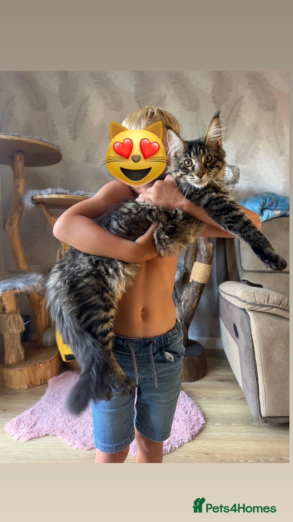 Maine Coon cats TICA registered Maine Coon kittens - Advert 1