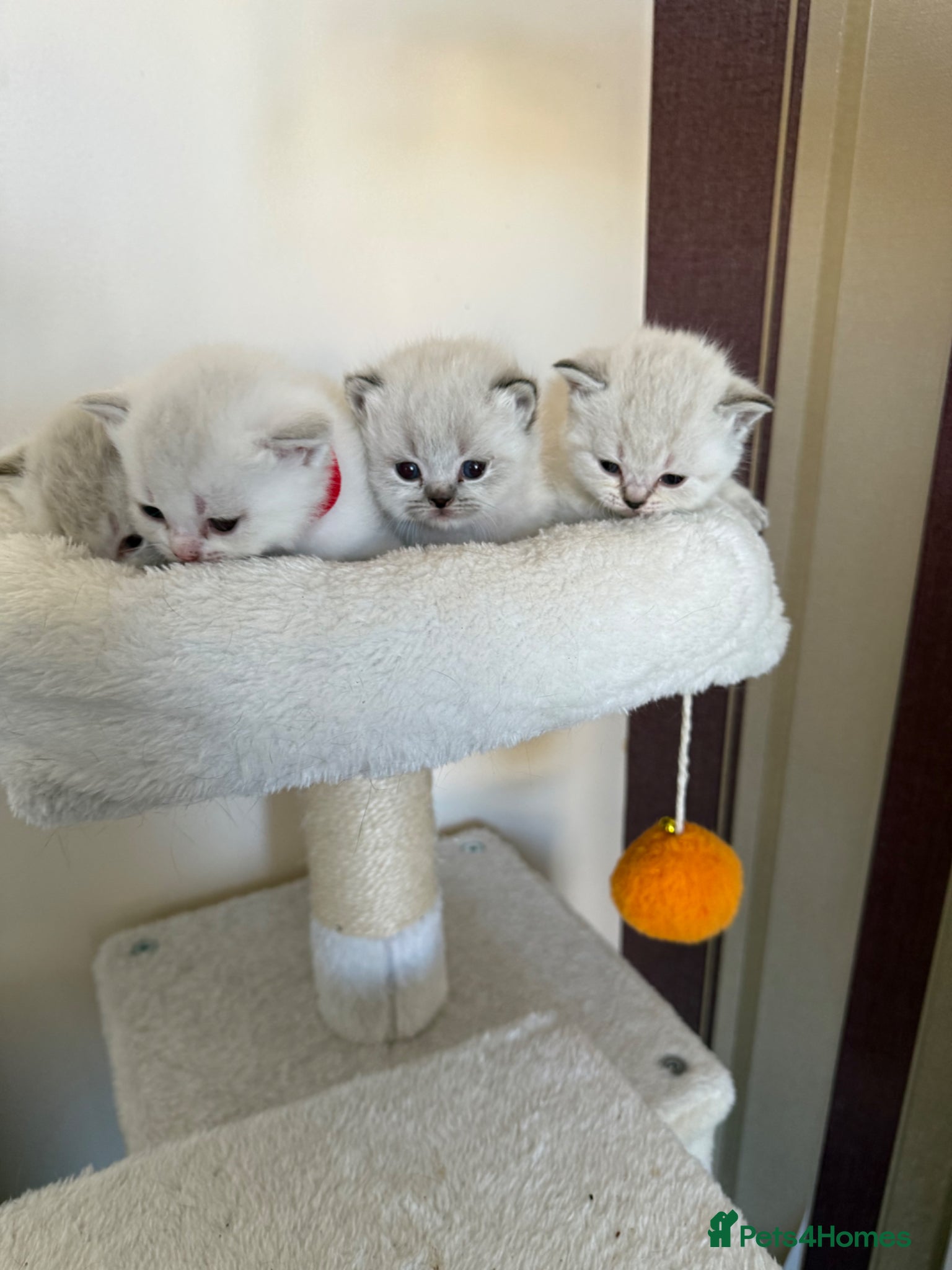 British Shorthair cats for sale: British Shorthair kittens - Advert 18