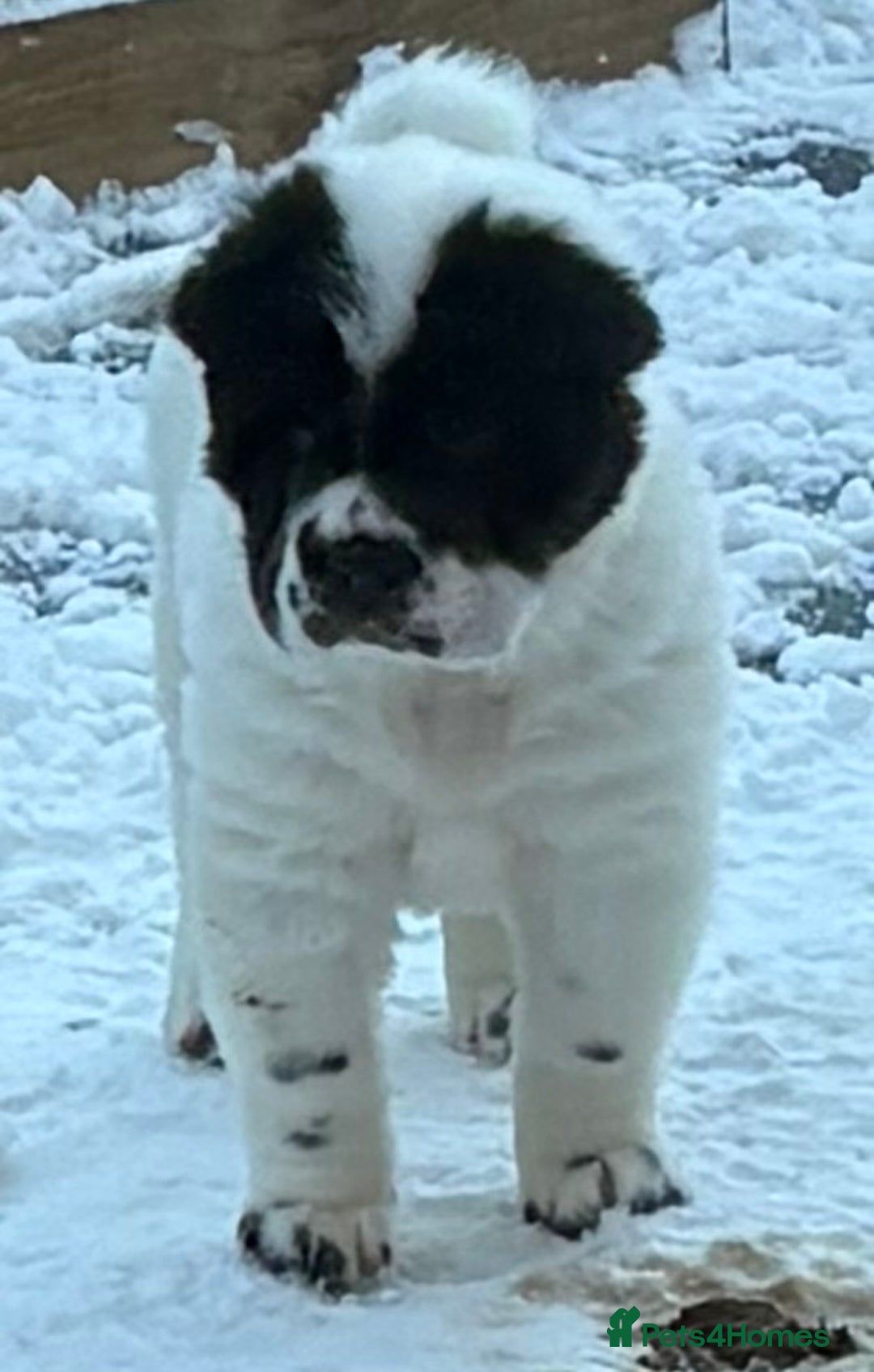 Shar Pei dogs for sale: Ready now amazing bear coat !!!!  - Advert 5