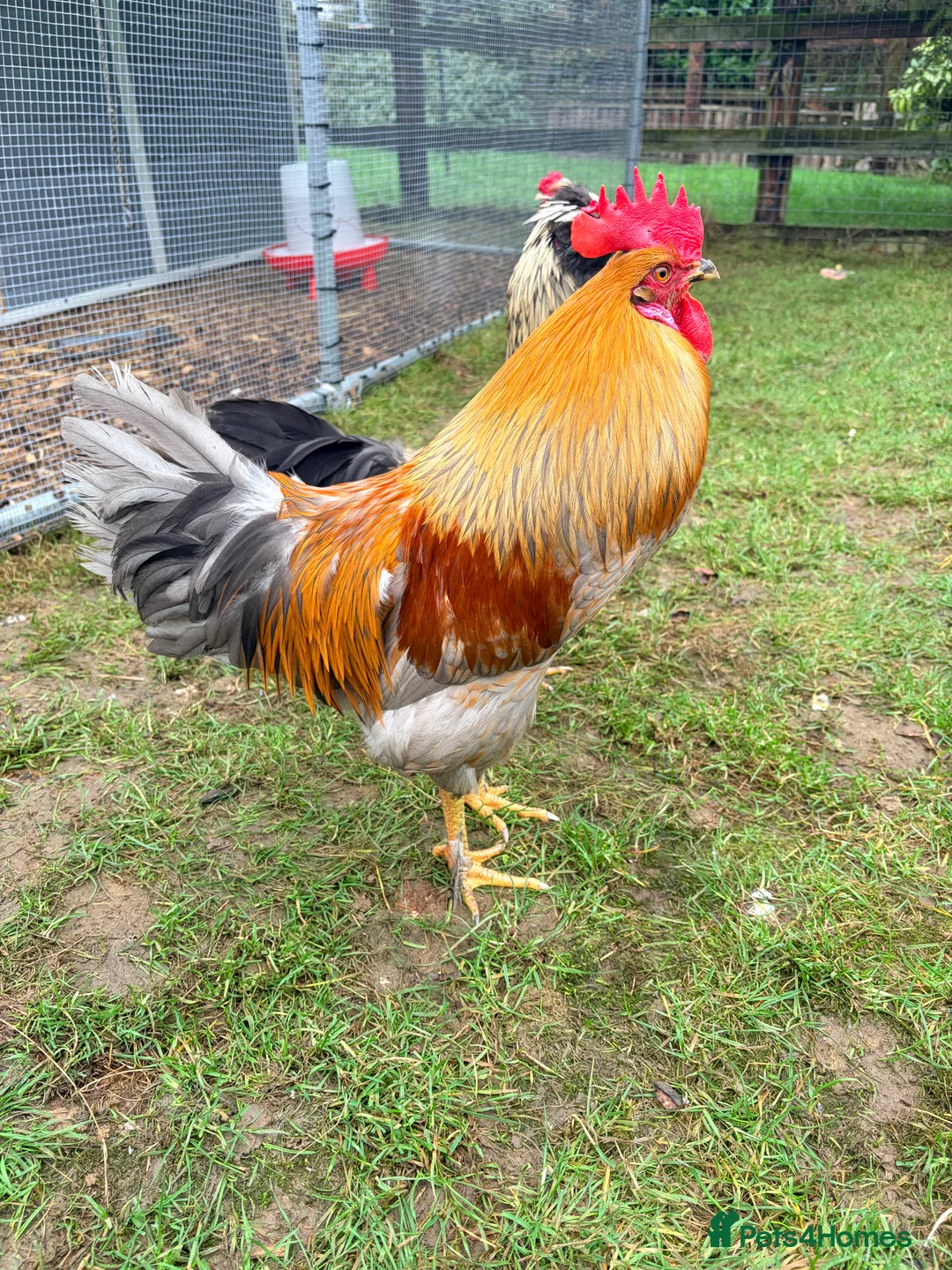 Chickens poultry for sale: Mixed size and colour cockerels  in Daventry - Advert 2