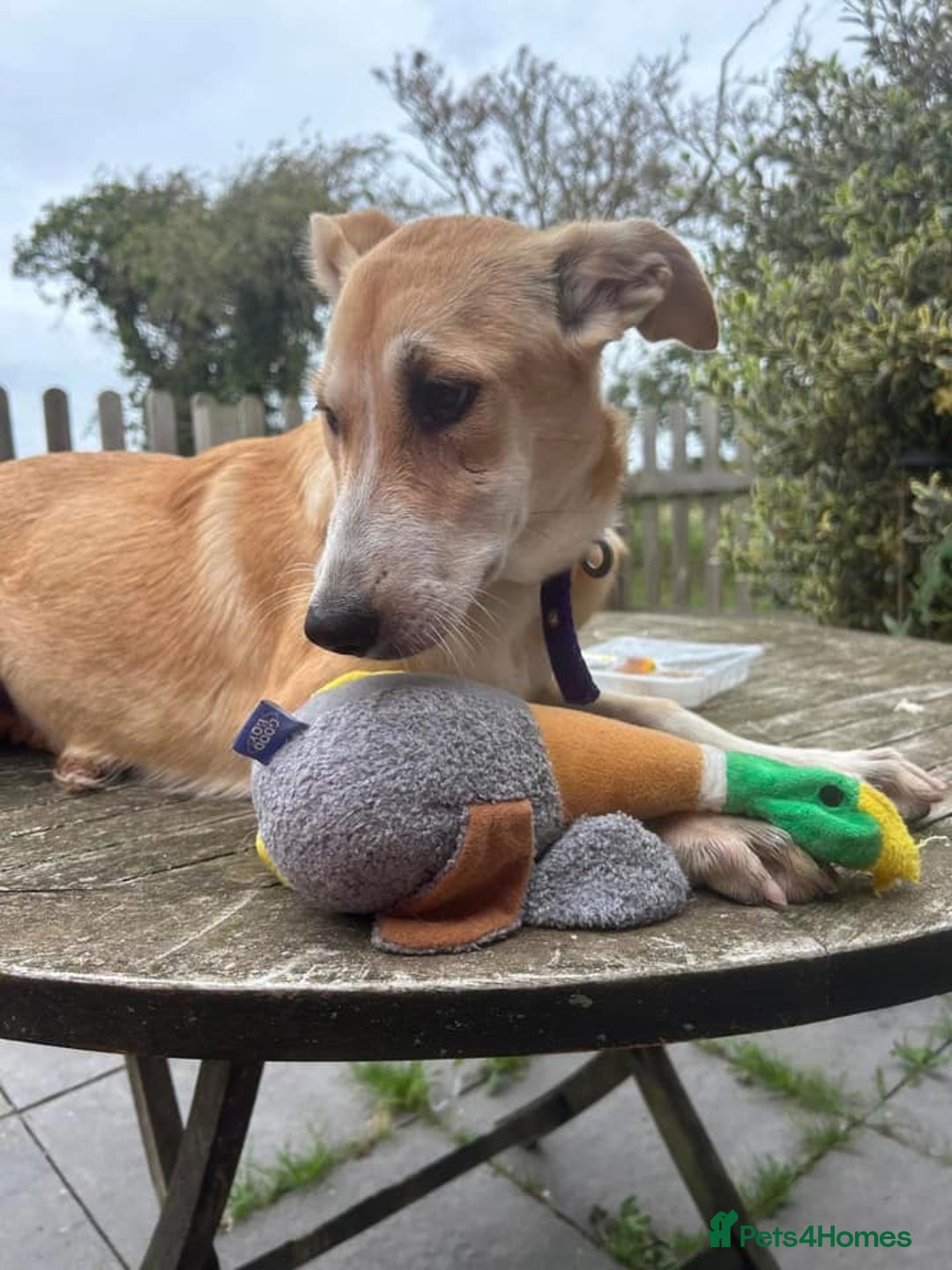 Mixed Breed dogs for adoption: Cristina - Norwich Norfolk  - Image 31