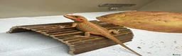 Bearded Dragon reptiles for sale: 8 week old hypo  - Advert 5