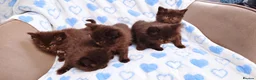 Mixed Breed cats for sale: Ragdoll Maine Coon Cross Kittens 🐾 - Advert 4