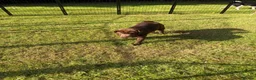 Shar Pei dogs for sale: Stunning Shar Peis Looking for Their Forever Homes in Cupar - Advert 5
