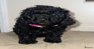 Cavapoo dogs - Advert 4