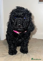 Cavapoo dogs - Advert 4