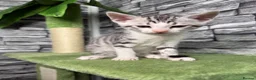 Bengal cats for sale: 5 beautiful girl bengal cross breed 🩷 - Advert 5