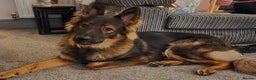 German Shepherd dogs for sale: Mack  - Advert 1