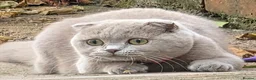 Scottish Fold cats for sale: Lilac Scottish Fold Female  - Advert 2