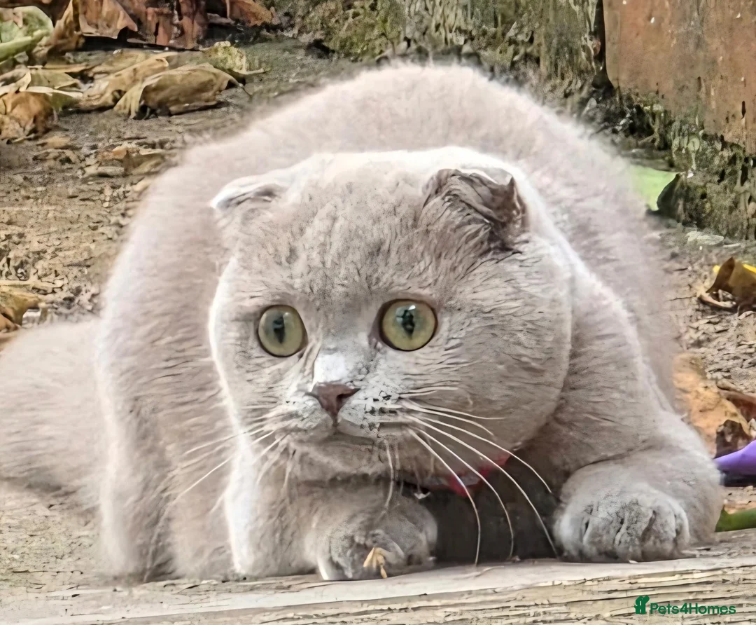 Scottish Fold cats for sale: Lilac Scottish Fold Female  - Advert 2