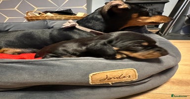 Miniature Dachshund dogs STUNNING SMOOTH SHORT HAIR MINIATURE DACHSHUND 💞 - Advert 11