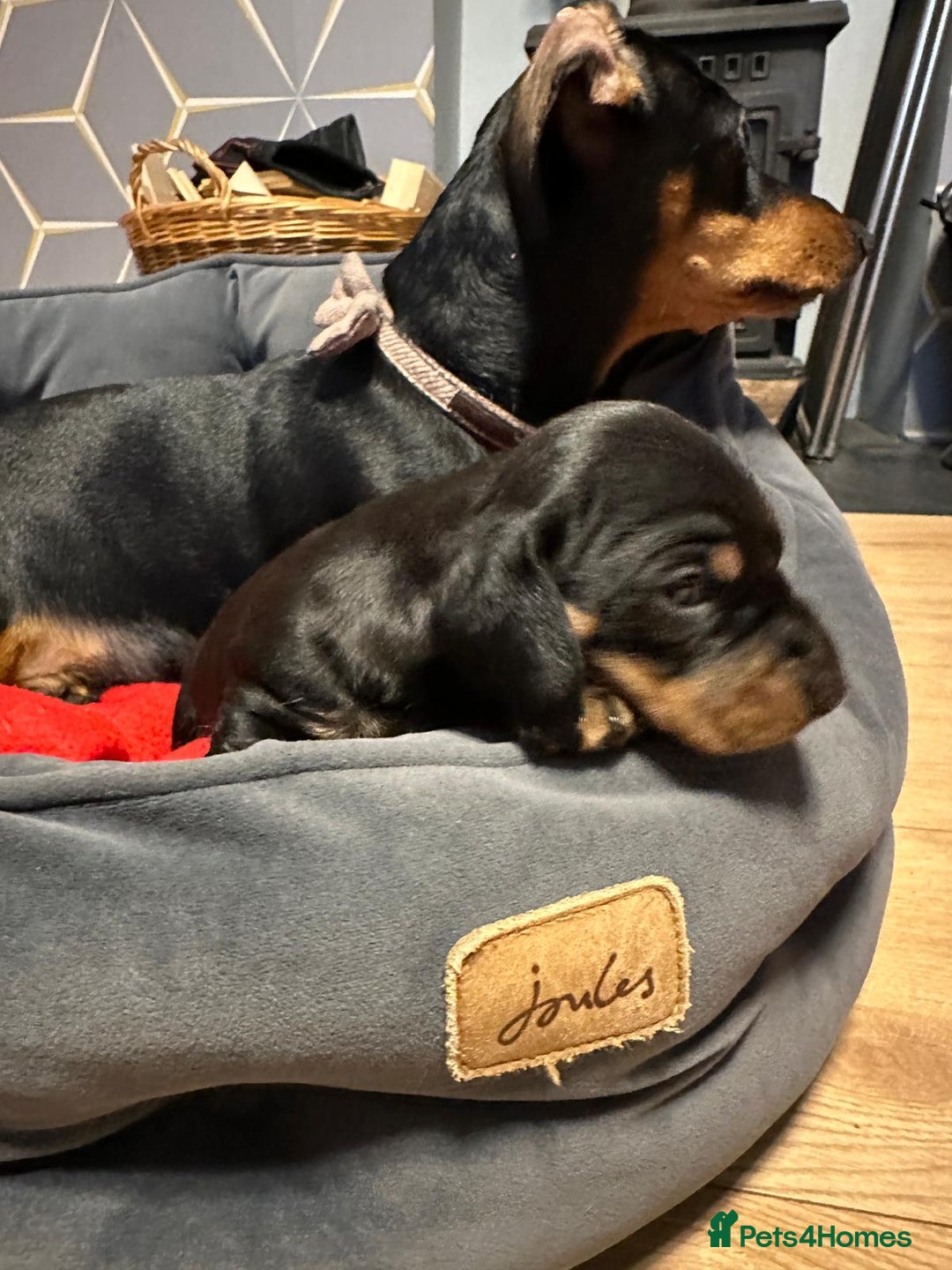 Miniature Dachshund dogs for sale: STUNNING SMOOTH SHORT HAIR MINIATURE DACHSHUND 💞 - Advert 6