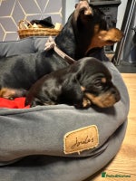 Miniature Dachshund dogs STUNNING SMOOTH SHORT HAIR MINIATURE DACHSHUND 💞 - Advert 7