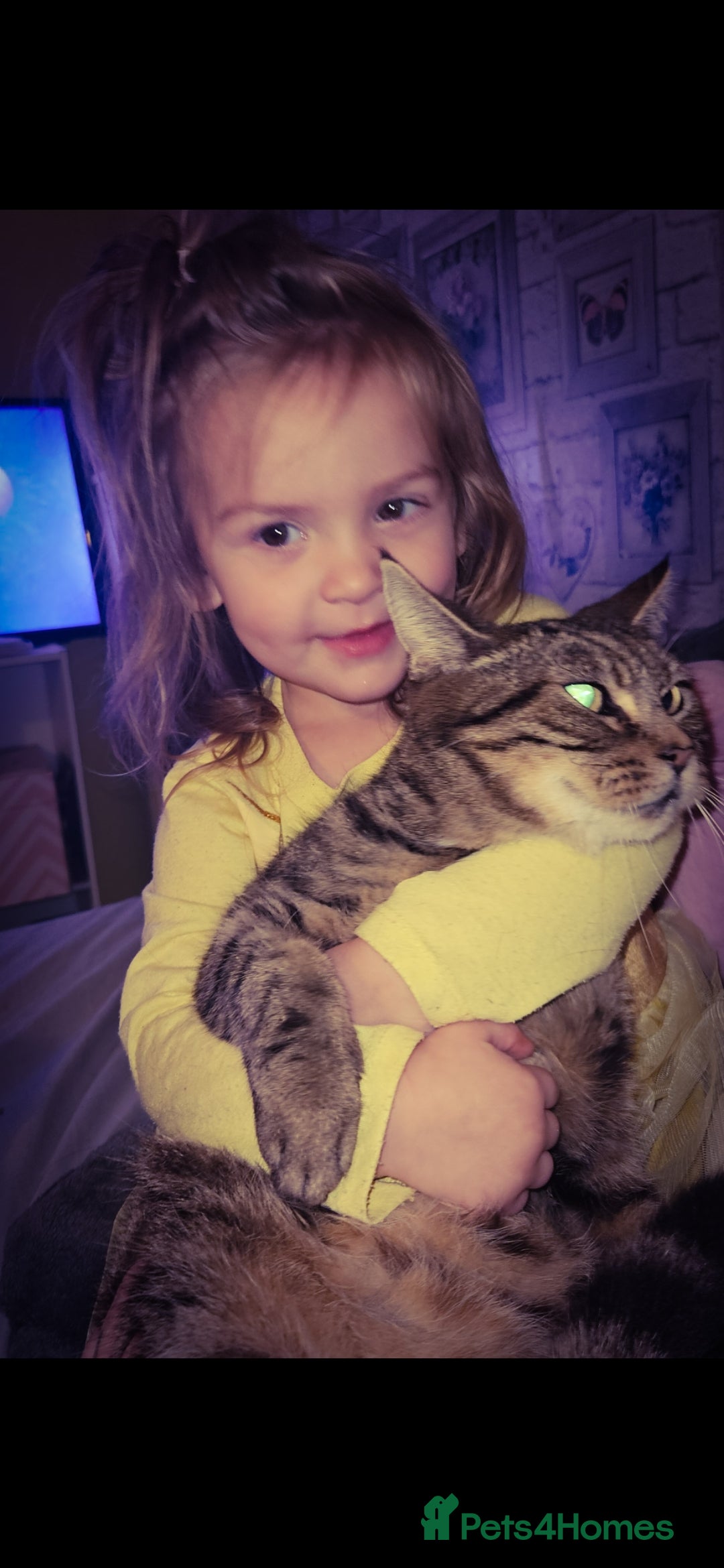 Mixed Breed cats for sale: reluctant sale  - Advert 4